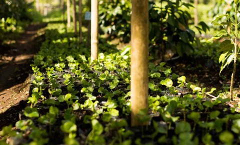 Coffee Seedlings