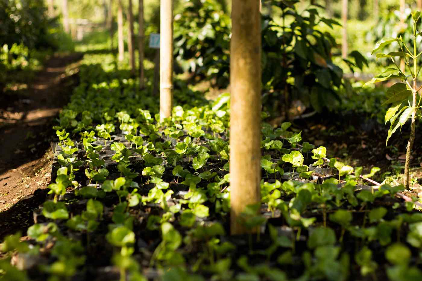 Coffee Seedlings